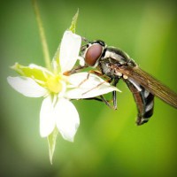 /album/hodinovy-zahradnik/photolia-a02-jpg/